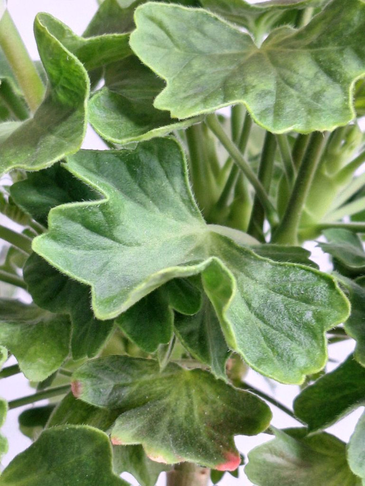 제라늄 써니피치라임--4