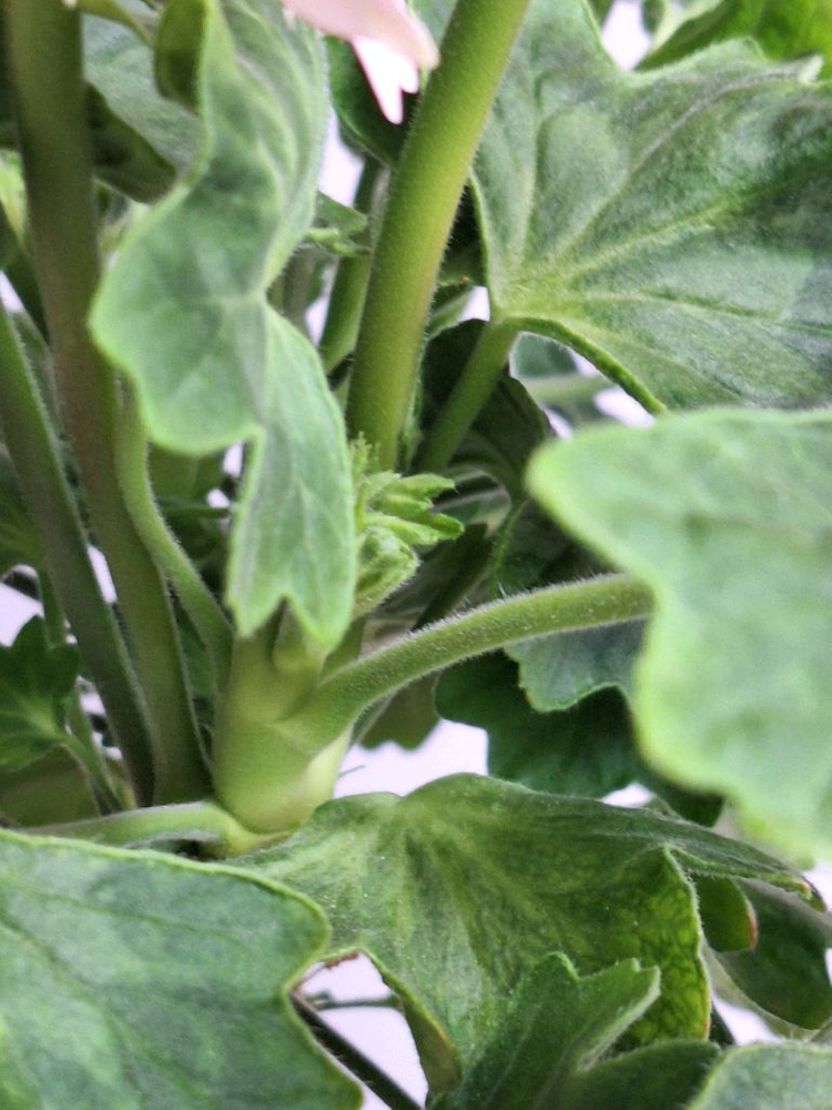 제라늄 써니피치라임--5