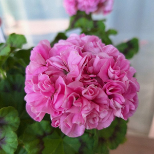 제라늄 보랏빛바람