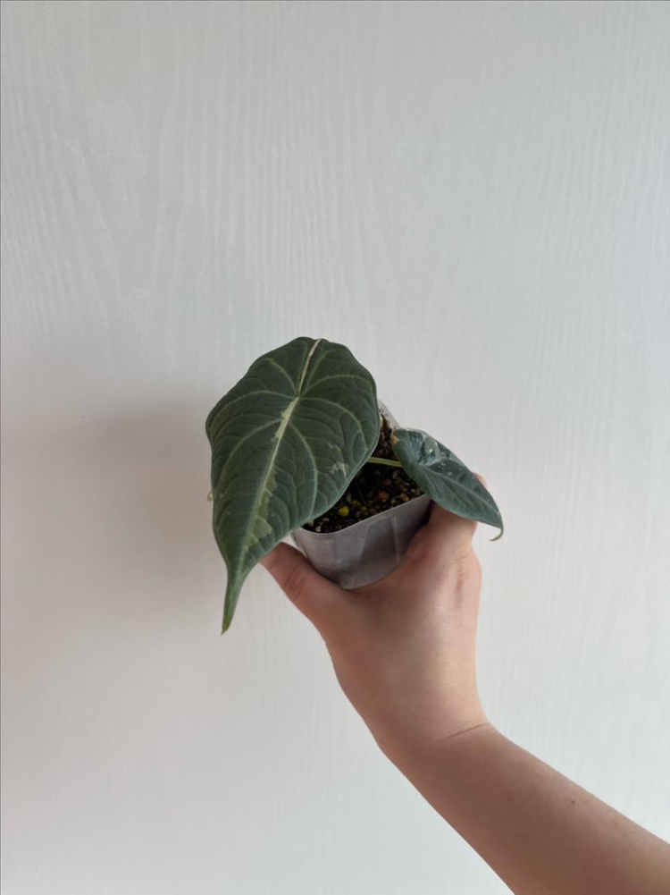 알로카시아 마하라니 알보 바리에가타 이미지