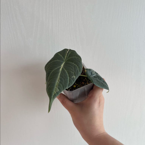 알로카시아 마하라니 알보 바리에가타 이미지