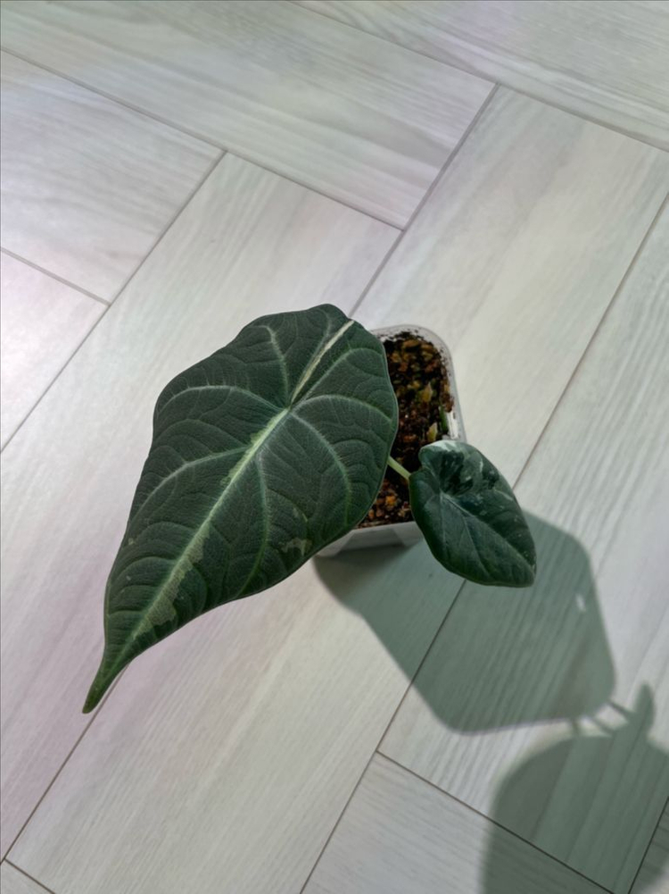 알로카시아 마하라니 알보 바리에가타 이미지