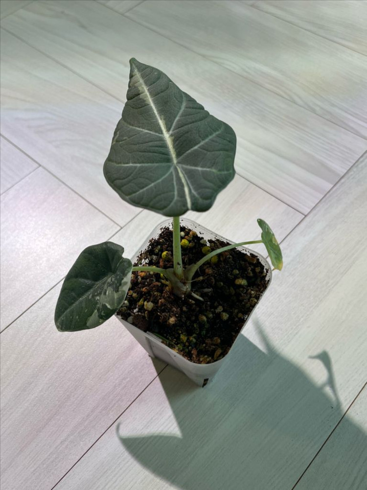 알로카시아 마하라니 알보 바리에가타 이미지