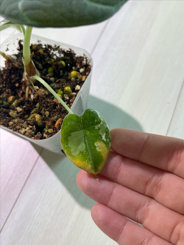 알로카시아 마하라니 알보 바리에가타 이미지