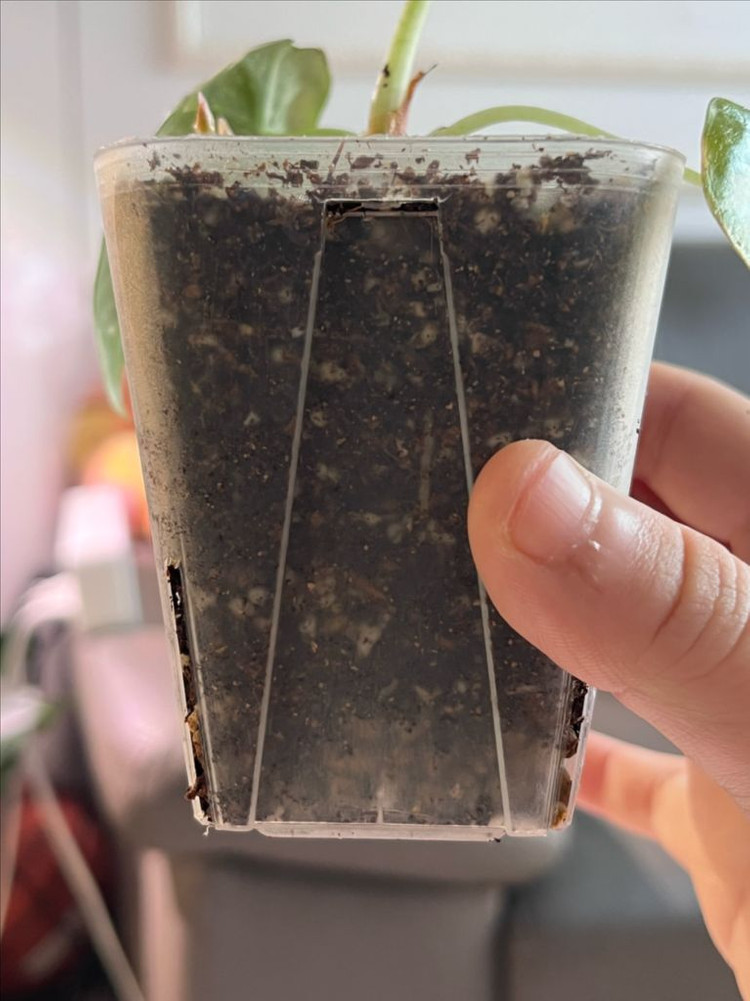 알로카시아 마하라니 알보 바리에가타 이미지