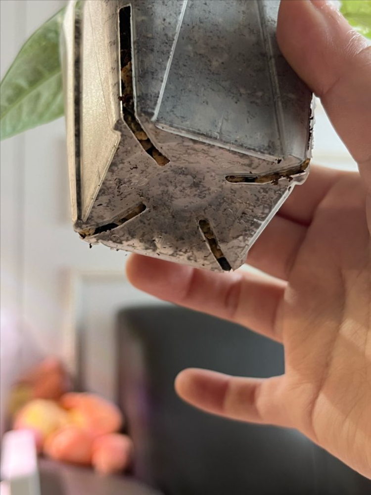 알로카시아 마하라니 알보 바리에가타 이미지