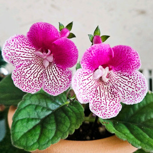 미니신닌기아 DXs flood of time 시간홍수 이미지