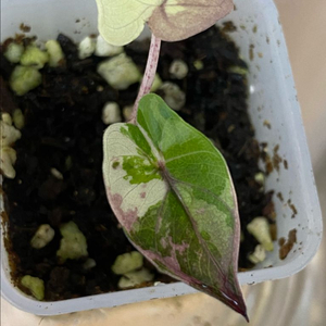 알로카시아 플럼배니그라 바리에가타(안스,호야x)