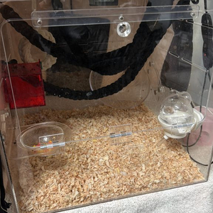 피그미 다람쥐 케이지 세트 이미지