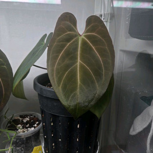 파필릴라미넘 하브