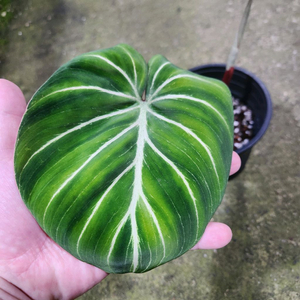 필로덴드론 글로리오섬 화이트베인 핑크백