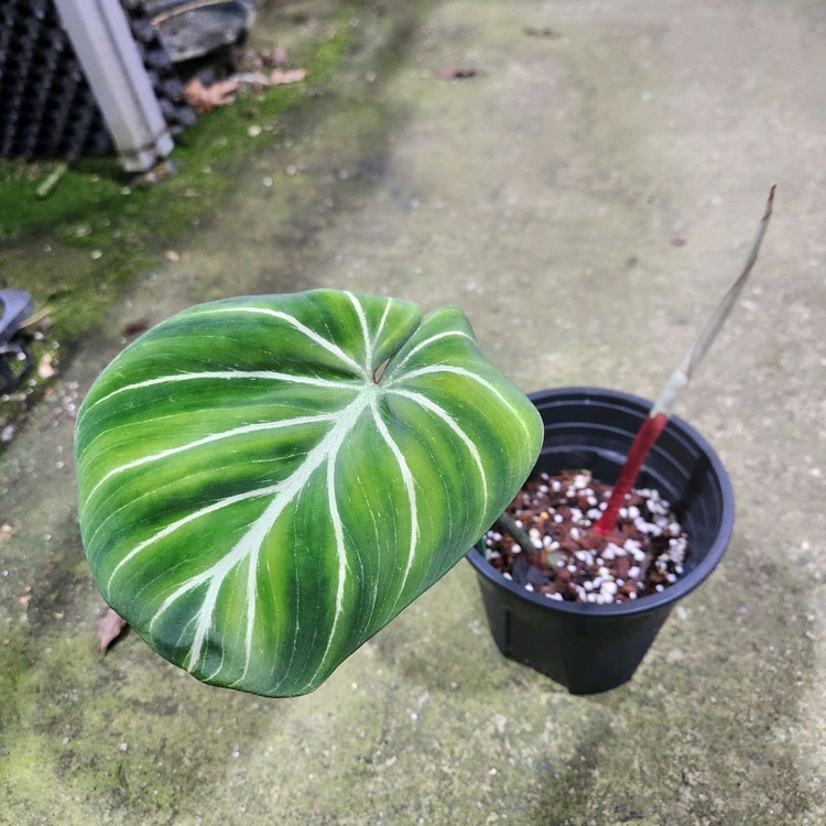 필로덴드론 글로리오섬 화이트베인 핑크백--1