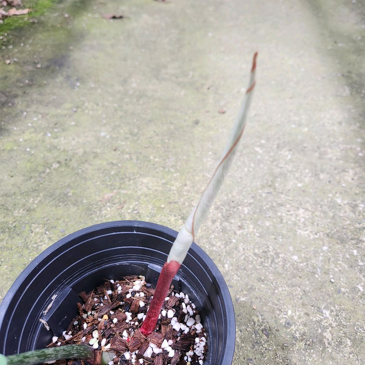 필로덴드론 글로리오섬 화이트베인 핑크백--2