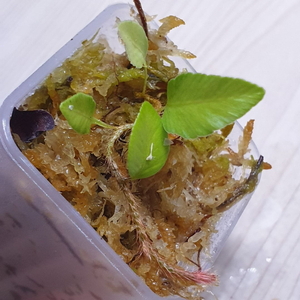 다발리아 헤테로필라