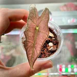 (무천이자구묘)알로카시아 노빌리스 변이(프로즌 고스트 X)