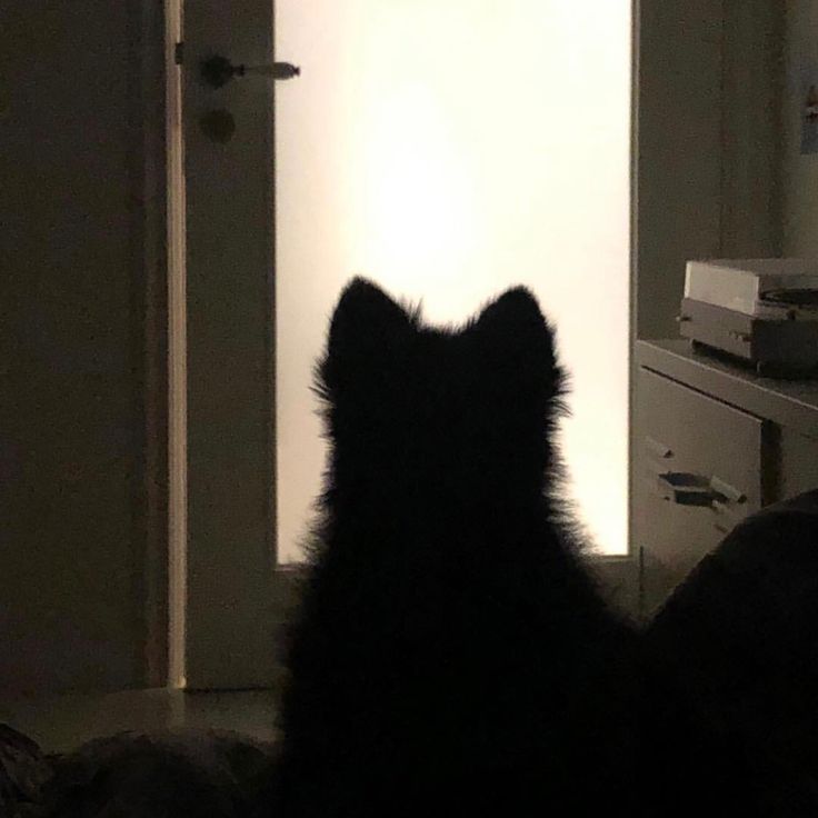 알로항 머니 삽니다 이미지