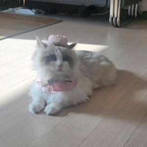 고양이 한복 세트 이미지