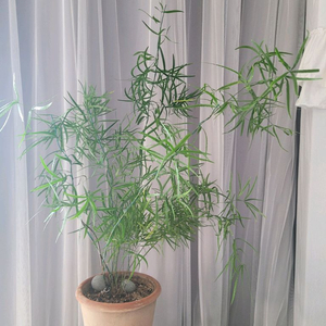 아스파라거스 팔카투스 이미지