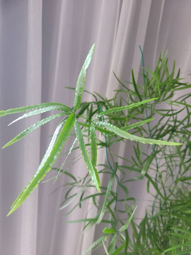 아스파라거스 팔카투스 이미지