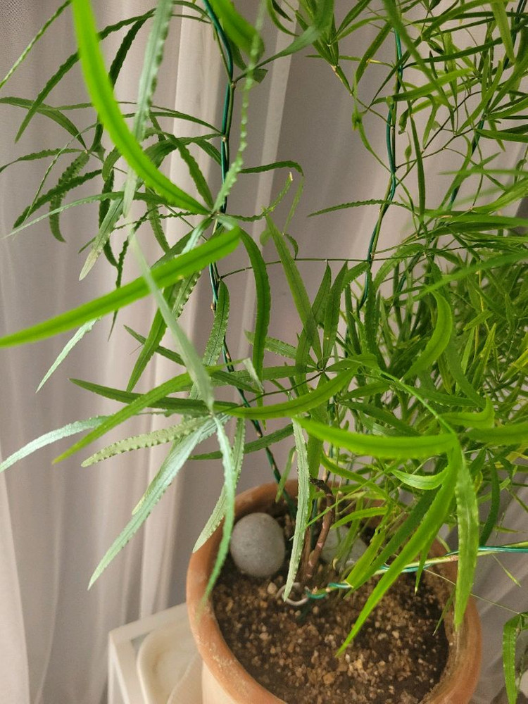 아스파라거스 팔카투스 이미지