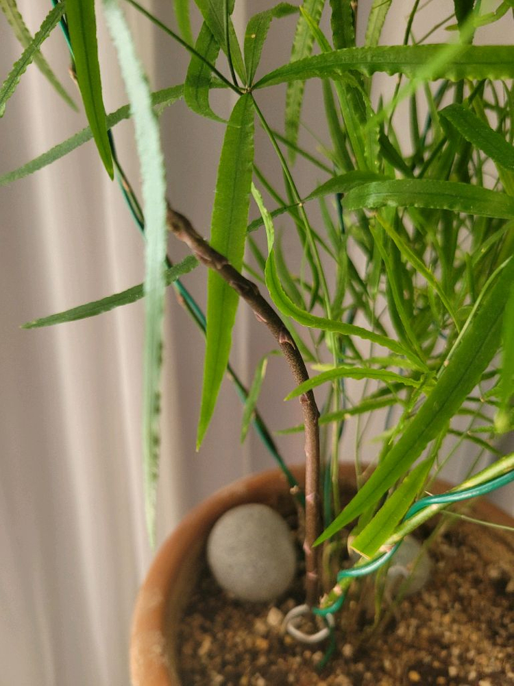 아스파라거스 팔카투스 이미지