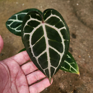 안스리움 자라미쉘 레크