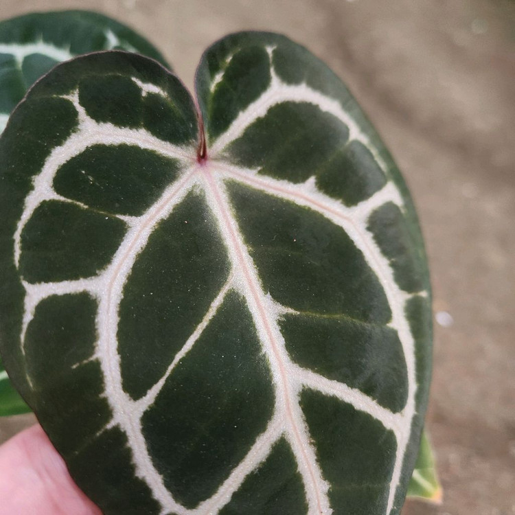 안스리움 자라미쉘 레크--1