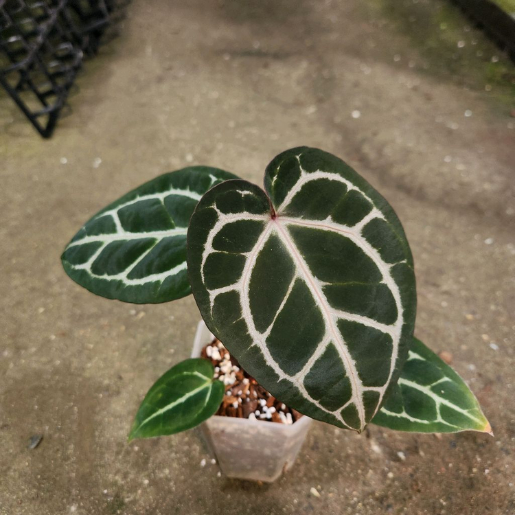 안스리움 자라미쉘 레크--2