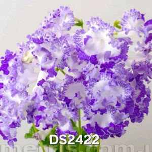 판노치카 포함 스트렙토카르푸스 4종 일괄분양 합니다