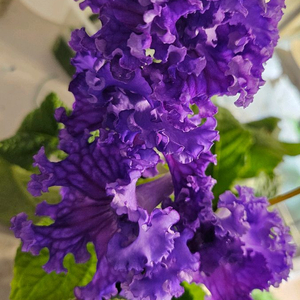 DS2882 포함 스트렙토카르푸스 5종 일괄분양 합니다