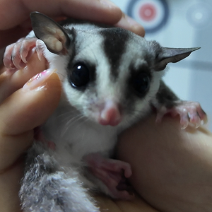 슈가글라이더 4+용품모두 이미지