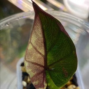 알로카시아 플럼배니그라 바리에가타(안스,호야x)희망