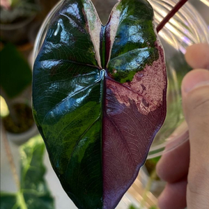 알로카시아 플럼배니그라 바리에가타(안스.호야x)