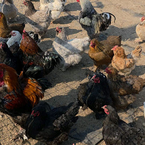 아프리카거위알 브라마닭알 이미지