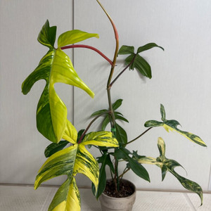 플로리다뷰티 바리에가타 대품 이미지