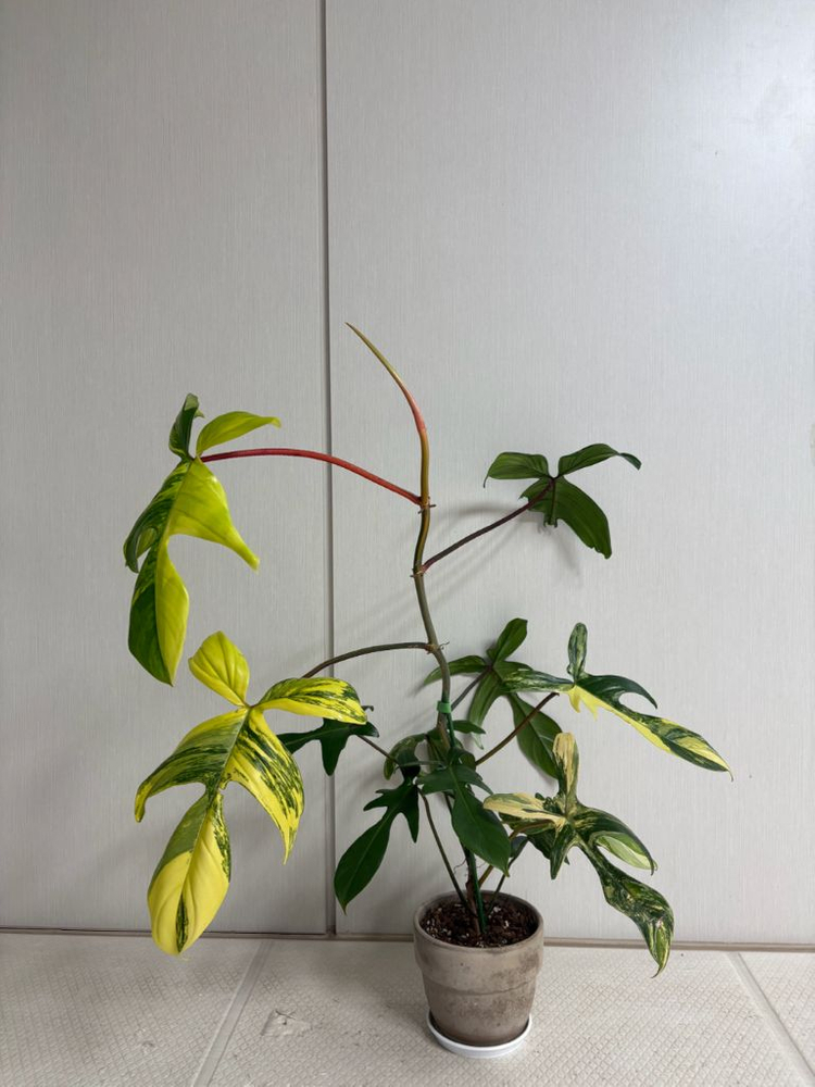 플로리다뷰티 바리에가타 대품 이미지