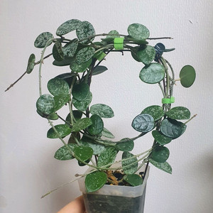 호야 마틸드 스플레쉬