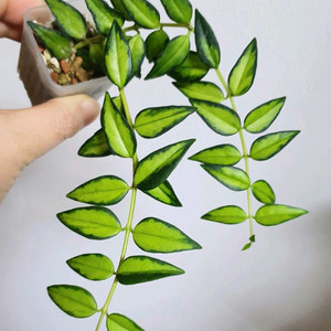 호야 벨라 루이부아