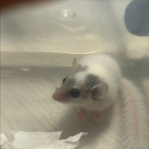 피그미 다람쥐(수컷) 이미지