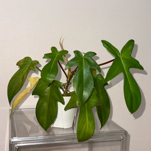 필로덴드론 플로리다뷰티 고스트 안스 호야