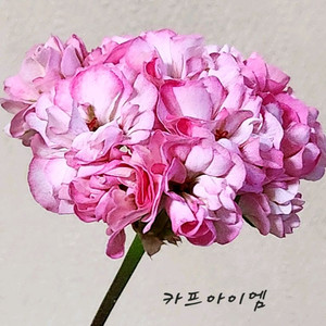 카프아이엠 제라늄