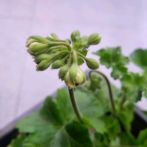 물병자리 러시아 제라늄 대품 이미지