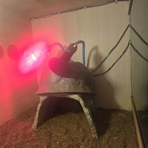 대전 동헤르만육지거북이 사육장 용품일괄분양 이미지