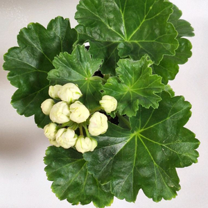 제라늄 프린스구스타프