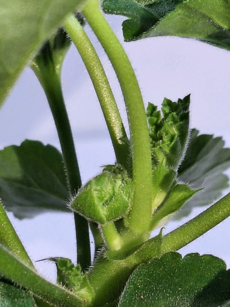 제라늄 프린스구스타프--2