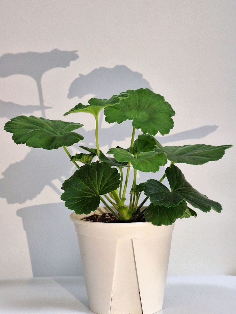 제라늄 남작부인--2