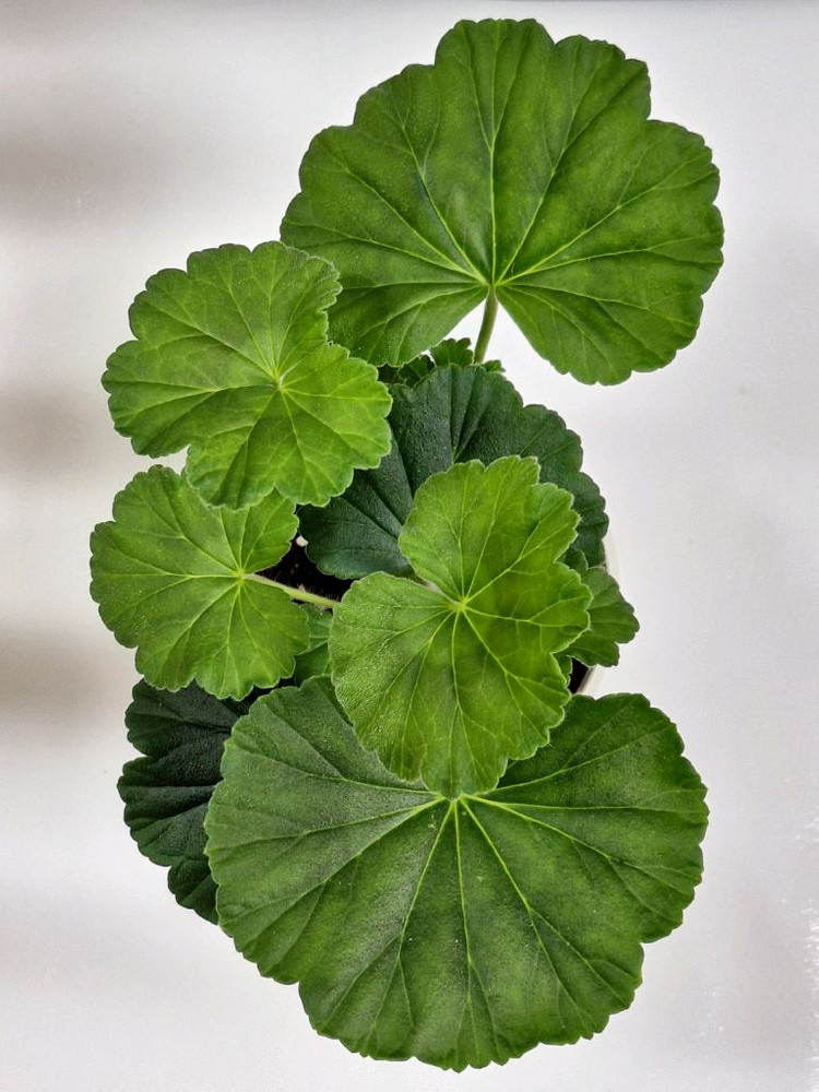 제라늄 남작부인--3