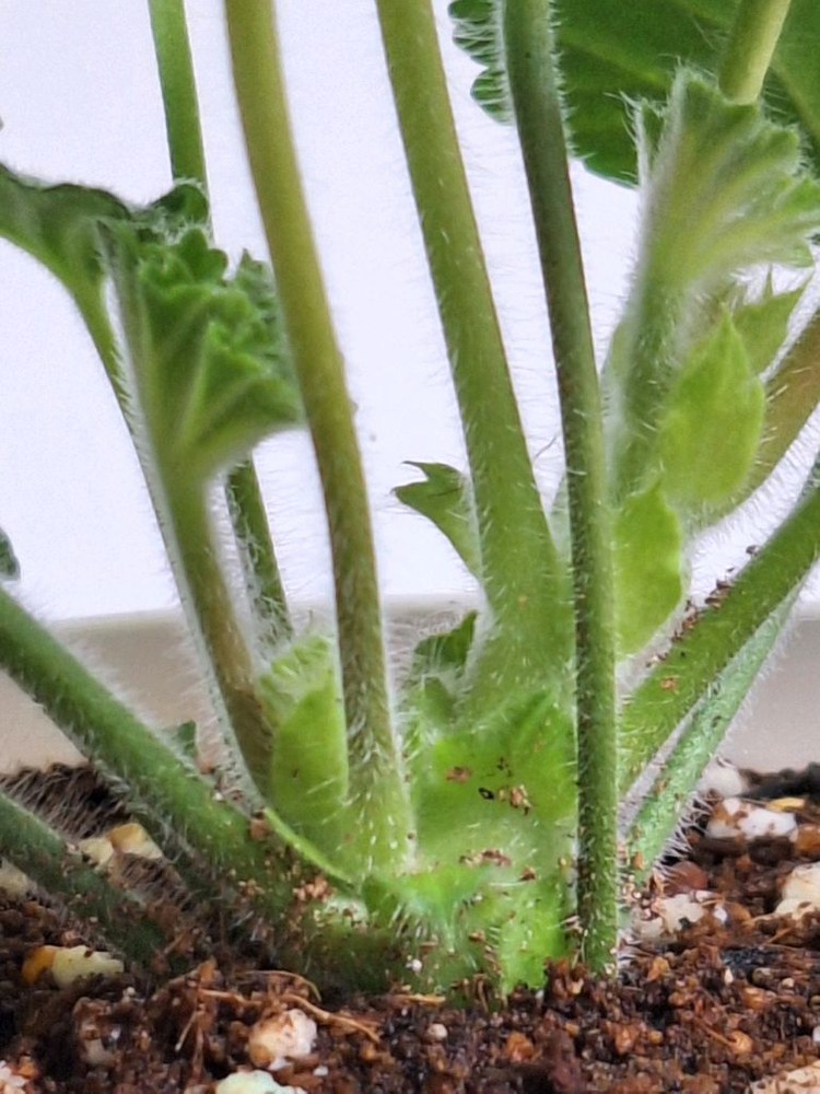 제라늄 남작부인--4