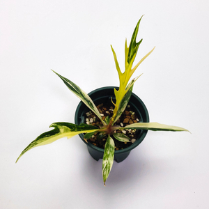 필로덴드론 토텀 바리 4종류