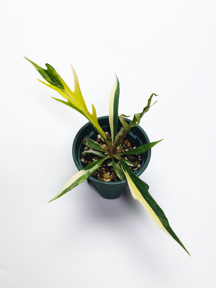 필로덴드론 토텀 바리 4종류--1